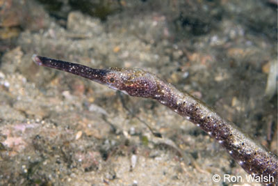 stick-pipefish.jpg