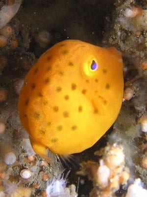 shiprcok-yellow-boxfish.jpg