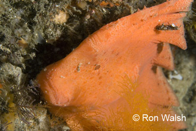 red-indianfish.jpg