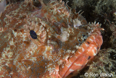 red-scorpionfish.jpg