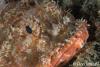 red-scorpionfish_t1.jpg