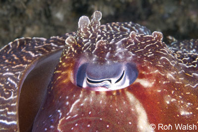 cuttlefish-eye.jpg