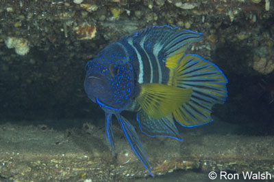 eastern-blue-devilfish-1.jpg