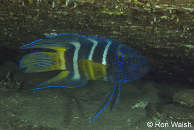 eastern-blue-devilfish-3.jpg
