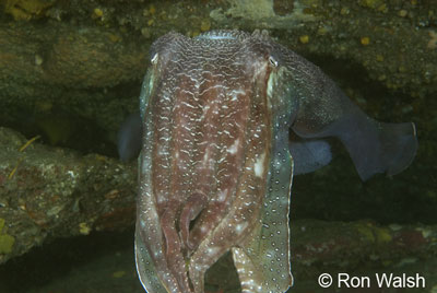 giant-cuttlefish.jpg
