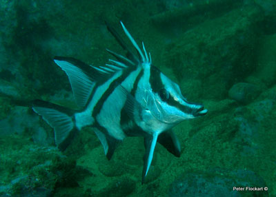 boarfish-on-the-henry-bolte.jpg