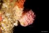 jewel-anemones_t1.jpg