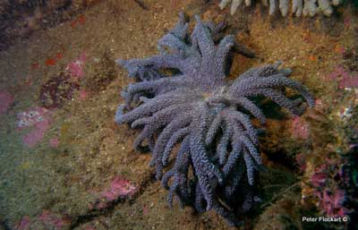 sthern-blue-coral.jpg