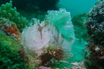 nth-sol-leaffish.jpg