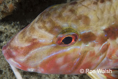 bartailgoatfish.jpg
