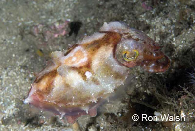 babycuttlefish.jpg